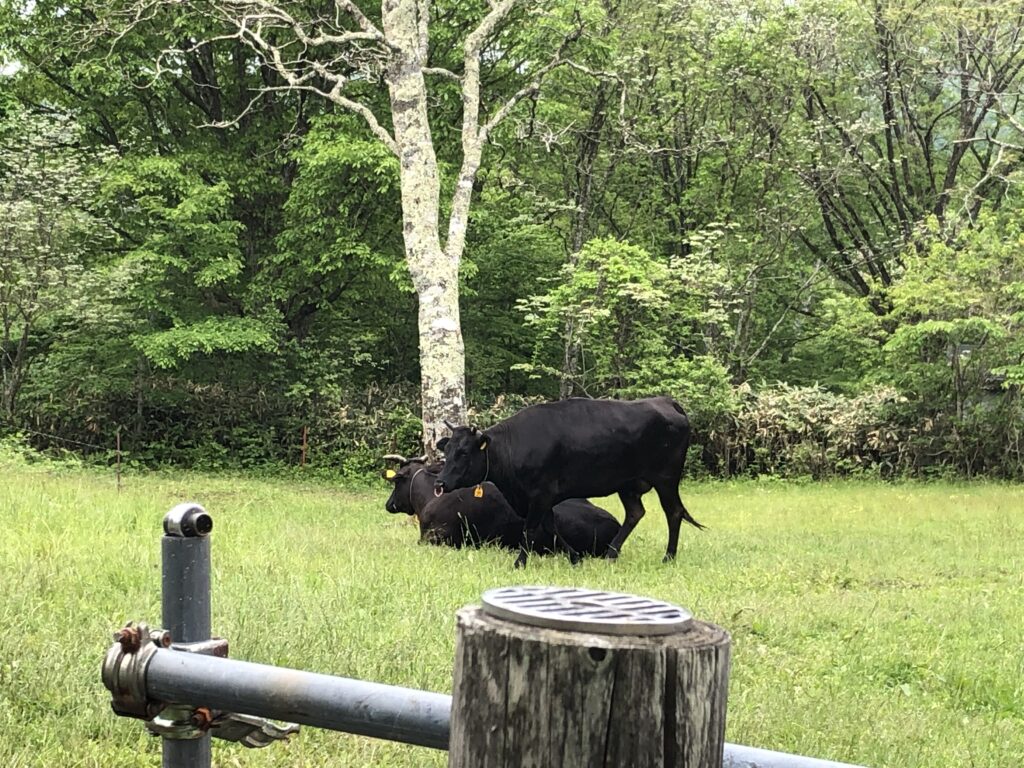 のびのびと暮らす牛