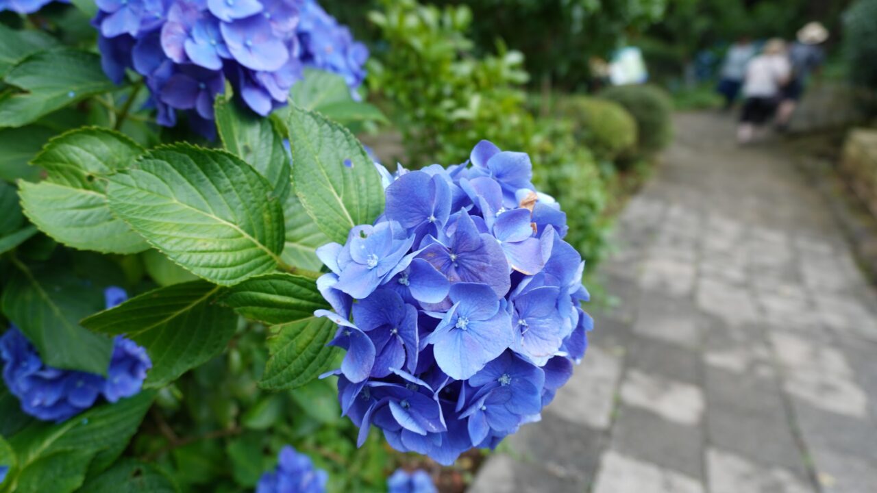 寝姿山ロープウェイの山頂の紫陽花