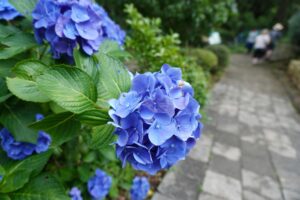 寝姿山ロープウェイの山頂の紫陽花